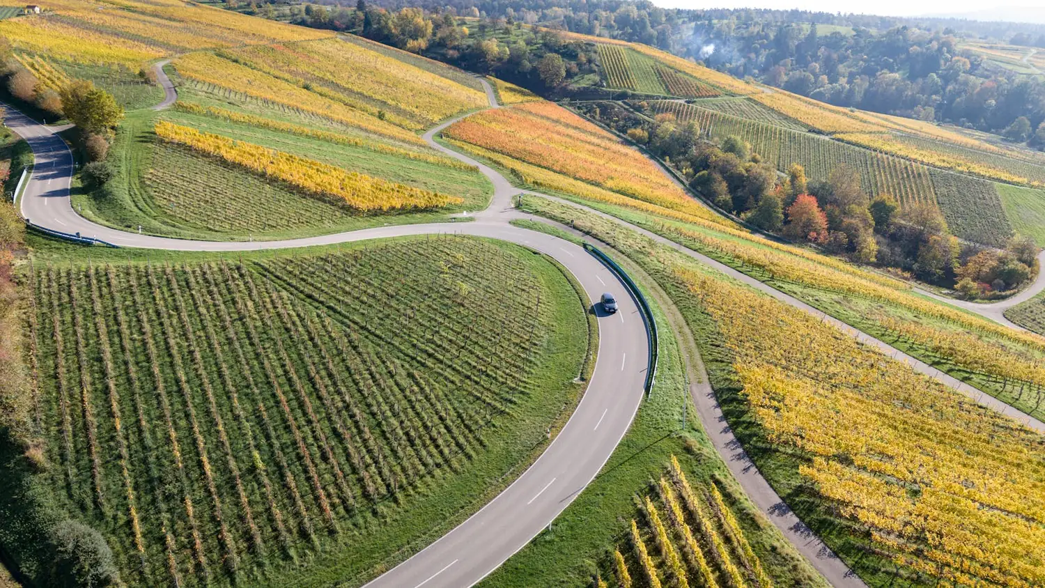 Weinberge im Neckartal bei Ludwigsburg